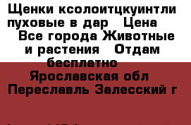 Щенки ксолоитцкуинтли пуховые в дар › Цена ­ 1 - Все города Животные и растения » Отдам бесплатно   . Ярославская обл.,Переславль-Залесский г.